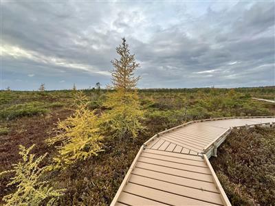 orono bog